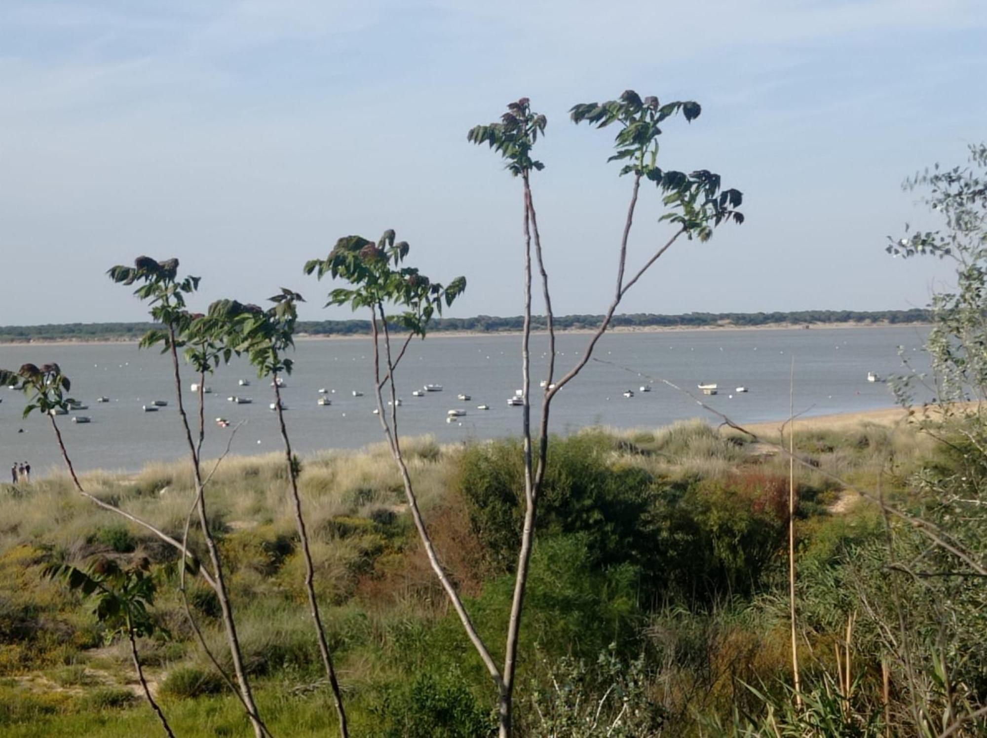 Apartamento Crucero 2, La Jara Sanlúcar de Barrameda Zewnętrze zdjęcie